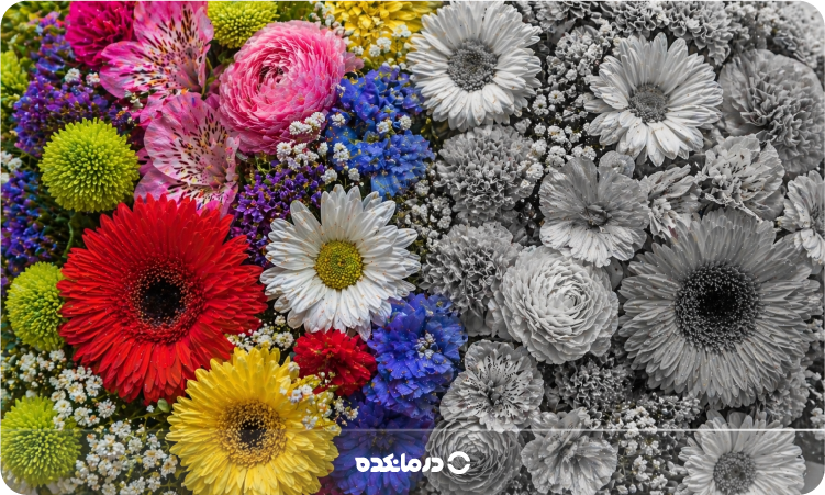 ۲ تصویر از چندین گل که یکی رنگی و دیگری خاکستری است را می بینید