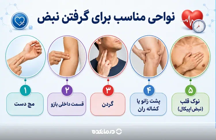 اینفوگرافی «نواحی مناسب برای گرفتن نبض» (مچ دست/ قسمت داخلی بازو/ گردن/ پشت زانو یا کشاله ران/ نوک قلب (نبض اپیکال)