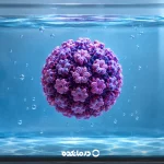 طول عمر ویروس hpv چقدر است؟ آیا اچ پی وی تا آخر عمر در بدن می ماند؟
