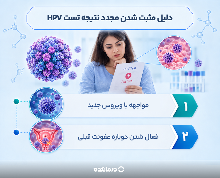اینفوگرافیک دلیل مثبت شدن مجدد نتیجه تست HPV چیست؟ (مواجهه با ویروس جدید، فعال شدن دوباره عفونت قبلی)