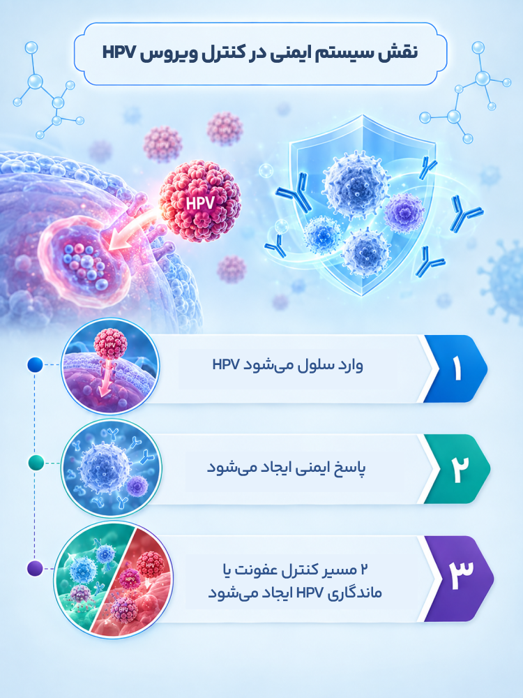 اینفوگرافیک نقش سیستم ایمنی در کنترل ویروس HPV) HPV وارد سلول می‌شود پاسخ ایمنی ایجاد می‌شود ۲ مسیر کنترل عفونت یا ماندگاری HPV ایجاد می‌شود)